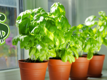 Nem lírio-da-paz, nem zamioculca: esta é a planta que mais traz prosperidade para a sua casa