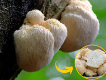 Esse cogumelo é poderoso para o cérebro e intestino: conheça o juba de leão e veja os benefícios listados por cientistas