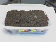 Torta de biscoito napolitano