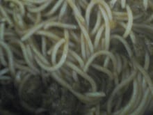 Macarronada simples