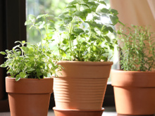 Três plantas que afastam as baratas da sua casa e que você encontra em qualquer mercado