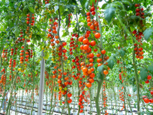 Chega de amarrar tomates em estacas: a técnica simples que economiza espaço e esforço
