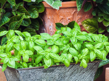 É assim que eu sempre tenho manjericão fresco em casa: truques simples que faz a planta crescer muito