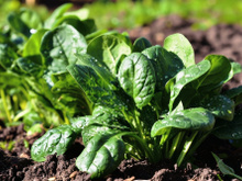 Depois que aprendi como plantar espinafre em casa, nunca mais precisei comprar no mercado, é muito fácil