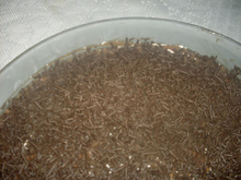 Pavê fácil de chocolate