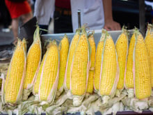 3ª Festa do Milho: comida típica e diversão para toda a família em Lucas do Rio Verde/ MT