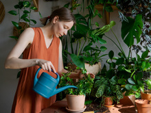 Ouro verde para suas plantas: o fertilizante líquido feito com um único ingrediente que você tem em casa e pronto em 10 minutos