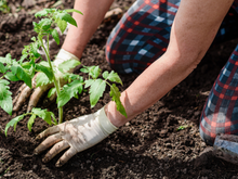 5 dicas para os iniciantes em jardinagem que eu gostaria que tivessem me avisado antes