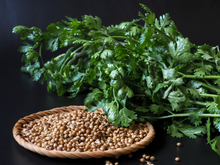 Podemos cultivar facilmente essa planta aromática em vaso e ela se mantém fresca e verde durante todo o ano: veja como plantar e colher essa folha maravilhosa para adicionar às suas receitas