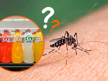 Quem está com dengue pode tomar Gatorade? Saiba o que não comer quando está com sintomas