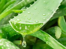 Na terra ou no vaso, é assim que você cuida da babosa: se livra das folhas queimadas e mantém a sua planta viva