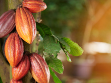 Cacau: 3 pratos deliciosos com cacau para se aventurar na cozinha!