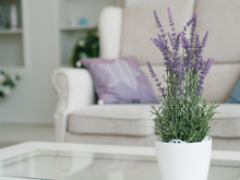 Nem lavanda, nem eucalipto: essa é a planta mais cheirosa para deixar a sua casa perfumada