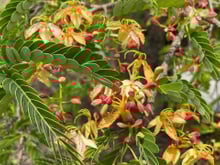 Se você tem um quintal, plante essa árvore frutífera que apostamos que você jamais imaginou, mas cresce fácil e dá frutos deliciosos