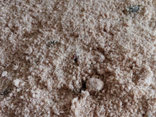 Cuca de uva com creme