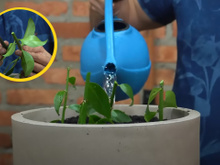 Como plantar ora-pro-nóbis em vaso e cultivar essa planta com incontáveis benefícios à saúde em casa