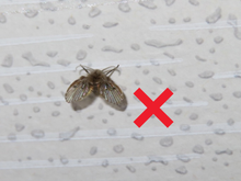 Adeus mosquinhas de banheiro: o truque do cravo da índia na pia que ninguém te contou