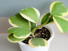 Para lotar sua casa de amor: essa planta em formato de coração é perfeita para a decoração