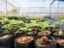 Como plantar abacate em vaso: com esse passo a passo você vai ter um lindo abacateiro em casa