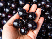 Jabuticabas são frutinhas deliciosas, mas quantas pode comer por dia? Veja a quantidade!