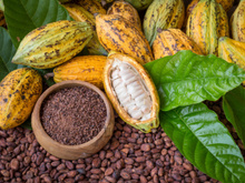 Cacau além do chocolate! Ingrediente será muito usado em geleias e compotas em 2024, apontam 50 especialistas