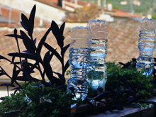 O segredo da garrafa PET de cabeça para baixo que salva o seu jardim: resolve 2 problemas de uma vez