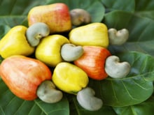 Por essa você não esperava: caju não é fruta e sua castanha é, na verdade, uma amêndoa