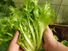 Catalonha: o que é e como consumir esse ingrediente repleto de benefícios ao corpo