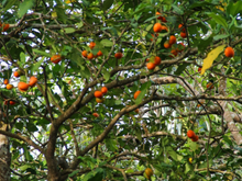 Fruta com sabor de chiclete? Descubra qual é e como plantar em seu quintal