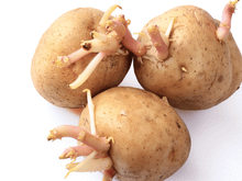 Batata que está brotando pode ser consumida ou apresenta perigo para a sua saúde? TudoGostoso revela a verdade