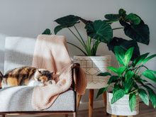 Quer ter plantas, mas não bate sol na sua casa? Veja essas 5 espécies perfeitas para ambientes escuros