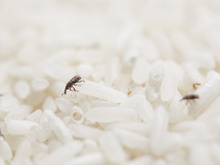O que são esses bichinhos que dão no arroz e como se livrar deles muito fácil