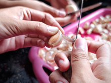 Como eu descasco 1 kg de alho em menos de 10 minutos: não é mágica, é técnica!