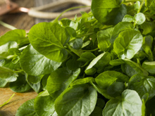 Folha verde eleita o vegetal nº 1 do mundo para a sua saúde é um superalimento acessível e reduz o risco de doenças crônicas