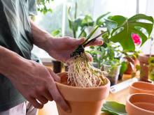 Aprendi com um jardineiro como ter costela-de-adão bem cuidada dentro de apartamento com passos simples