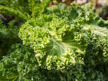 Você come couve com as folhas amareladas? Veja como saber se o vegetal está apodrecido ou não