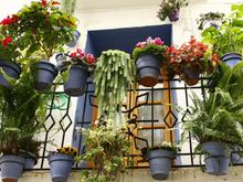 Sol e vento não são problema: TudoGostoso mostra 5 flores perfeitas para a varanda ficar bonita por mais tempo