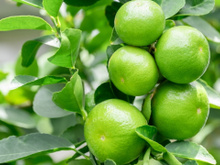 É fã de limão? Então aprenda a como plantar essa fruta em casa de forma fácil e prática