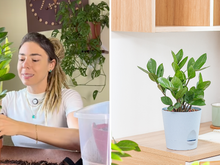 Camilla Lelis, especialista em plantas: "O maior erro na hora de cuidar da zamioculca não é o lugar que você escolheu, e nem o substrato que você misturou"