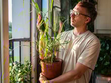 Nem lavanda, nem alecrim: a planta aromática que virou tendência para afastar insetos e deixar a casa mais cheirosa