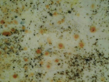 Torta de Pão de Forma