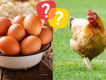 O que veio primeiro: o ovo ou a galinha? Cientistas britânicos mudam tudo que você achava que sabia