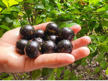 Como plantar jabuticaba em um vaso? É mais fácil do que você pode imaginar e dá para colher os frutos o ano inteiro