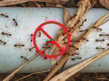 Poucas pessoas sabem: diga adeus às formigas no seu jardim com um desses 4 truques caseiros e naturais