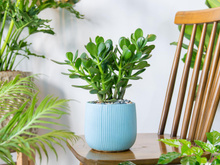 Segundo o Feng Shui, essa é a planta que empresários sempre devem ter por perto para atrair dinheiro