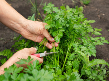 Tem coentro na horta? Esses truques de fazendeiro vão fazer ele crescer forte e aromático
