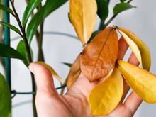 Pouca gente sabe, mas esse erro na adubação da zamioculca faz com que a planta fique amarelada e pare de crescer