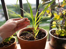 Como afastar mosquitos no verão com um truque natural e fácil de manter em vasos