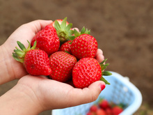 Apenas 1 colher de sopa desse fertilizante caseiro sob cada planta e você terá uma colheita enorme de morangos
