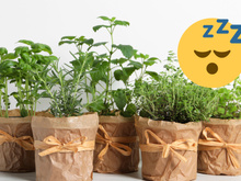 Adeus insônia: durma em menos de 30 minutos com essa erva aromática sedativa